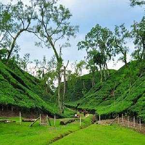 Sreemangal Tea Garden